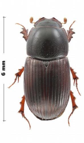 Loraphodius suarius